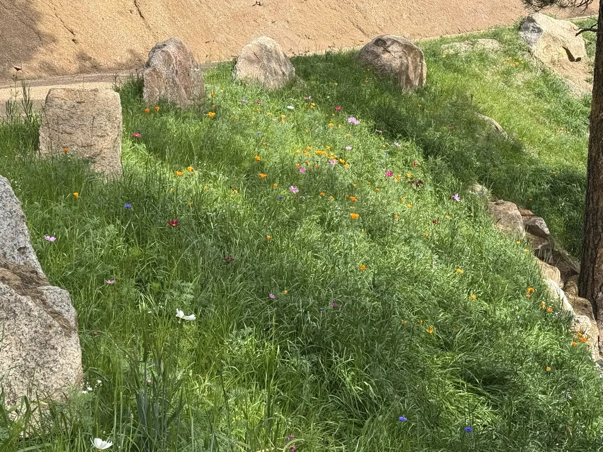 Slope below a mountain driveway covered in green native grass and wildflowers, including orange poppies and pink cosmos, among granite boulders, grown from hydroseeding in Conifer, Colorado
